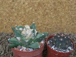 Ariocarpus retusus scapharostroides květináč 6,5 cm - 12415146