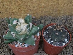 Ariocarpus retusus scapharostroides květináč 6,5 cm - 12415147