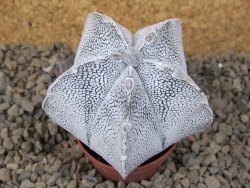 Astrophytum coahuilense snow (Super coahuilense) 5,5 cm květináč - 12415148