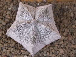 Astrophytum coahuilense snow (Super coahuilense) 5,5 cm květináč - 12415149
