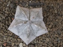 Astrophytum coahuilense snow (Super coahuilense) 5,5 cm květináč - 12415150