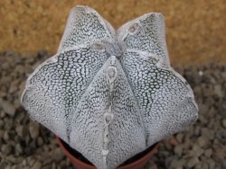 Astrophytum coahuilense snow (Super coahuilense) 5,5 cm květináč - 12415151