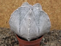 Astrophytum coahuilense snow (Super coahuilense) 5,5 cm květináč