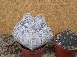 Astrophytum coahuilense snow (Super coahuilense) 5,5 cm květináč - 12415153
