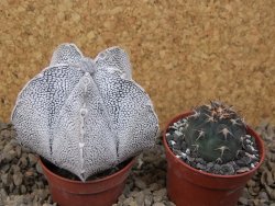 Astrophytum coahuilense snow (Super coahuilense) 5,5 cm květináč - 12415154