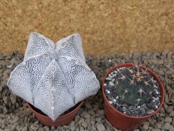 Astrophytum coahuilense snow (Super coahuilense) 5,5 cm květináč - 12415155