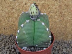 Astrophytum myriostigma quadricostatum relief, květináč 6,5 cm
