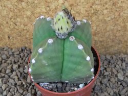 Astrophytum myriostigma quadricostatum relief, květináč 6,5 cm - 12415157