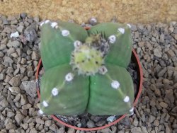 Astrophytum myriostigma quadricostatum relief, květináč 6,5 cm - 12415158