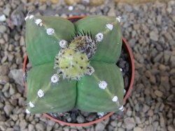 Astrophytum myriostigma quadricostatum relief, květináč 6,5 cm - 12415159