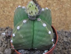 Astrophytum myriostigma quadricostatum relief, květináč 6,5 cm - 12415160