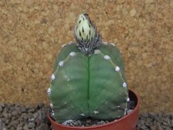 Astrophytum myriostigma quadricostatum relief, květináč 6,5 cm - 12415161