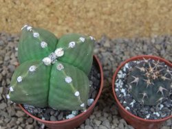 Astrophytum myriostigma quadricostatum relief, květináč 6,5 cm - 12415162