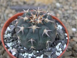 Gymnocalycium spegazzinii unguispinum SL 44b, 5,5 cm květináč - 12415168