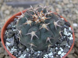 Gymnocalycium spegazzinii unguispinum SL 44b, 5,5 cm květináč
