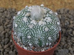 Astrophytum Hanazano Kabuto pot 5,5 cm - 12415170