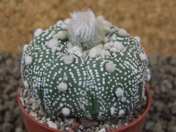 Astrophytum Hanazano Kabuto pot 5,5 cm