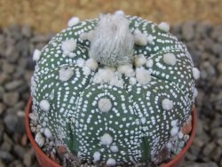 Astrophytum Hanazano Kabuto pot 5,5 cm - 12415172