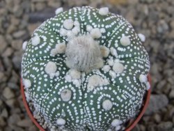 Astrophytum Hanazano Kabuto pot 5,5 cm - 12415173