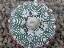 Astrophytum Hanazano Kabuto pot 5,5 cm - 12415174