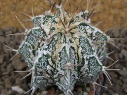 Astrophytum Dinosaur (Fukurio Hannya) květináč 5,5 cm - 12415175