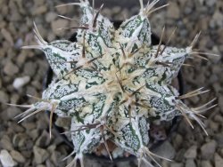 Astrophytum Dinosaur (Fukurio Hannya) květináč 5,5 cm - 12415177