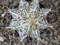 Astrophytum Dinosaur (Fukurio Hannya) květináč 5,5 cm - 12415178