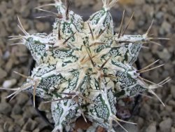 Astrophytum Dinosaur (Fukurio Hannya) květináč 5,5 cm - 12415179