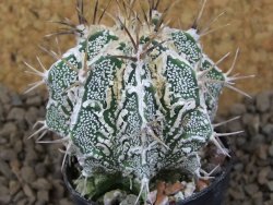Astrophytum Dinosaur (Fukurio Hannya) květináč 5,5 cm - 12415180