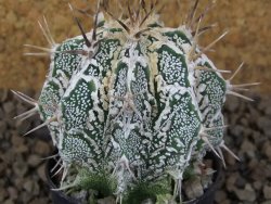 Astrophytum Dinosaur (Fukurio Hannya) květináč 5,5 cm - 12415181