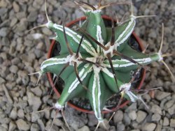 Astrophytum Dinosaur (Fukurio Hannya) květináč 5,5 cm - 12415182