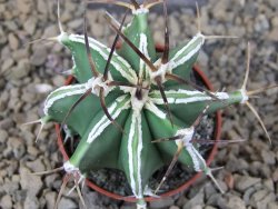 Astrophytum Dinosaur (Fukurio Hannya) květináč 5,5 cm - 12415184