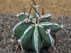Astrophytum Dinosaur (Fukurio Hannya) květináč 5,5 cm - 12415186