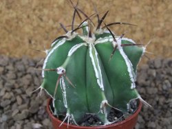Astrophytum Dinosaur (Fukurio Hannya) květináč 5,5 cm - 12415187