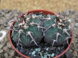 Gymnocalycium spegazzinii unguispinum SL 44b, 5,5 cm květináč