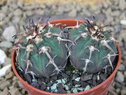 Gymnocalycium spegazzinii unguispinum SL 44b, 5,5 cm květináč - 12415189