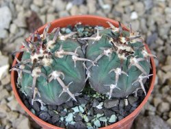 Gymnocalycium spegazzinii unguispinum SL 44b, 5,5 cm květináč - 12415190