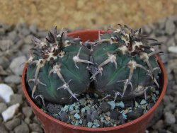 Gymnocalycium spegazzinii unguispinum SL 44b, 5,5 cm květináč - 12415191