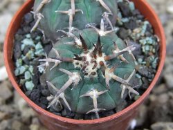 Gymnocalycium spegazzinii unguispinum SL 44b, 5,5 cm květináč - 12415192