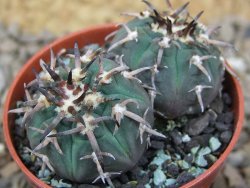 Gymnocalycium spegazzinii unguispinum SL 44b, 5,5 cm květináč - 12415193