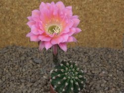 Echinopsis hybrid aff eyresii, květináč 5,5 cm - 12415194