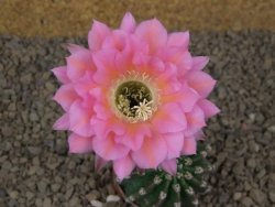 Echinopsis hybrid aff eyresii, květináč 5,5 cm