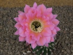 Echinopsis hybrid aff eyresii, květináč 5,5 cm - 12415196
