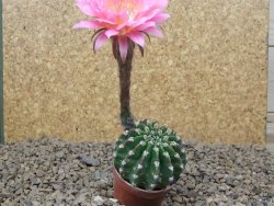 Echinopsis hybrid aff eyresii, květináč 5,5 cm - 12415197