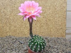 Echinopsis hybrid aff eyresii, květináč 5,5 cm - 12415198