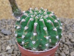 Echinopsis hybrid aff eyresii, květináč 5,5 cm - 12415199