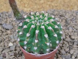 Echinopsis hybrid aff eyresii, květináč 5,5 cm - 12415200