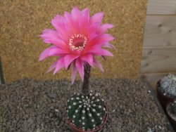 Echinopsis hybrid aff eyresii, květináč 6,5 cm - 12415214