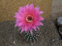 Echinopsis hybrid aff eyresii, květináč 6,5 cm - 12415215
