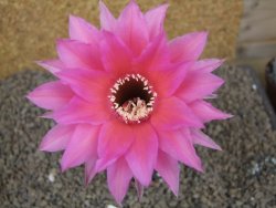 Echinopsis hybrid aff eyresii, květináč 6,5 cm
